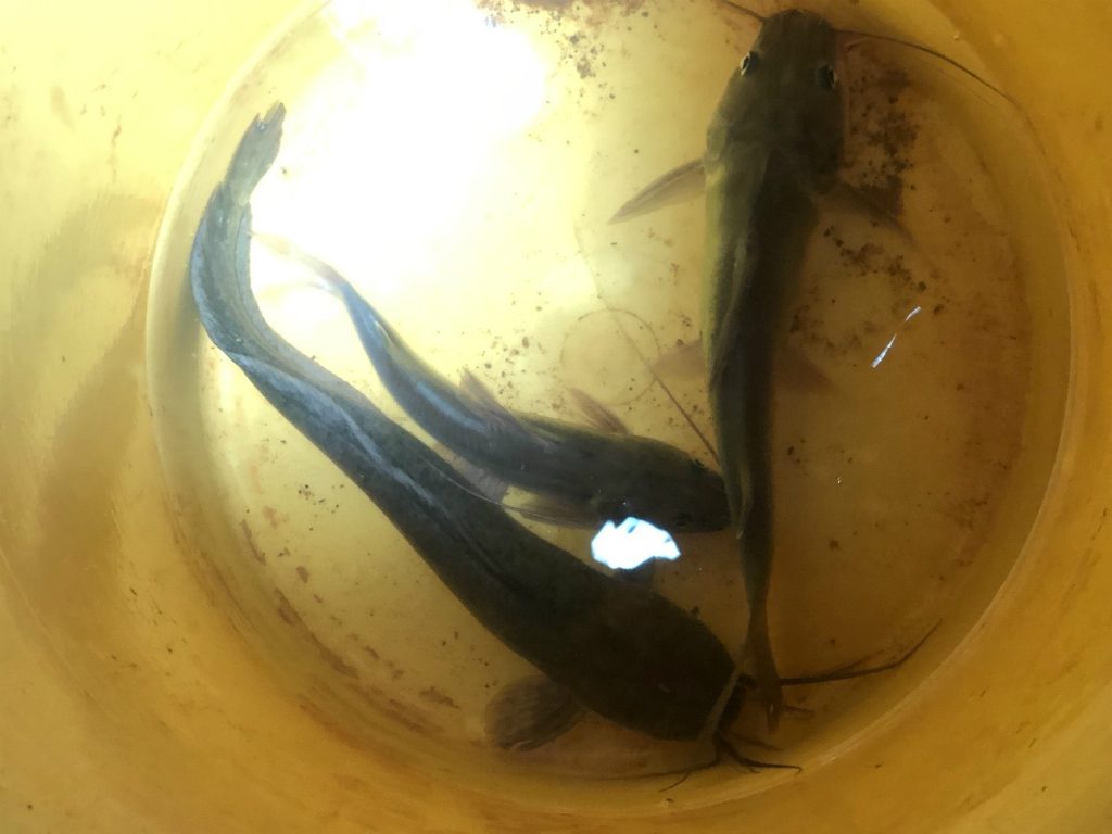 カンボジア釣行記4日目 5日目 シマシマナマズを釣る Vs Fish