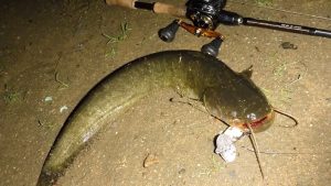 MV-65で抜き上げ